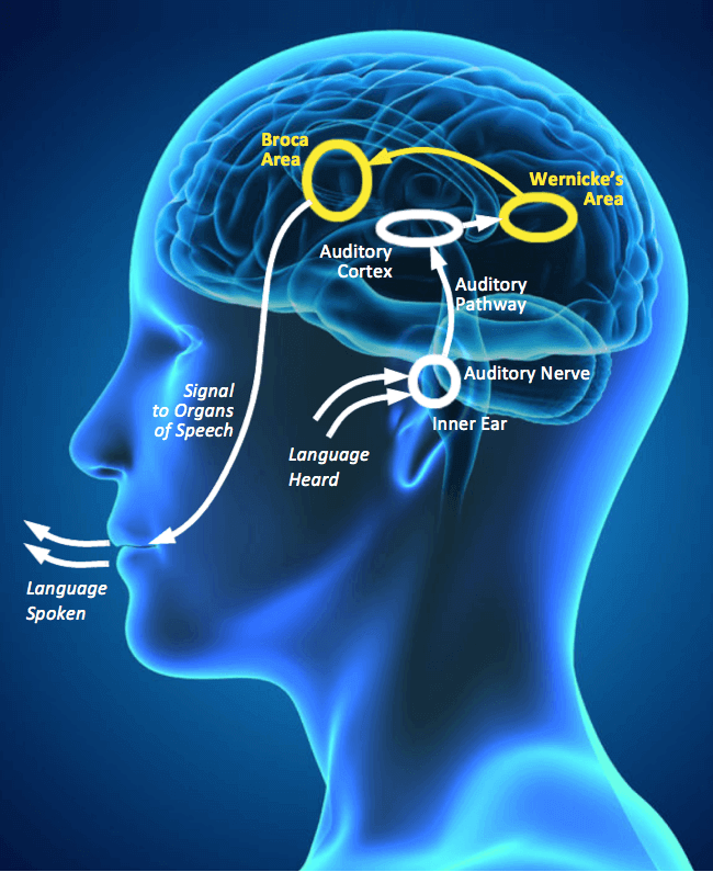 a photo showing how in a conversation when we hear and express language, information is passed through several areas of the brain as we hear individual words, interpret them, store information as memories and finally form our replies.